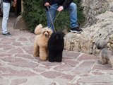 two poodles