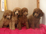 M puppies in the 7th week
