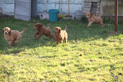 playing in the garden