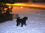 Lilu on the snow